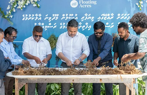 ފެހެންދޫގައި ހެއްދި މޫދުވިނަ އެކްސްޕޯޓްކުރަން ތައްޔާރު