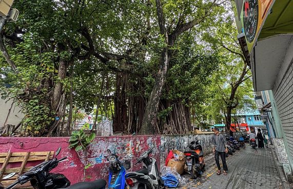 މައްޗަންގޮޅި ސަހަރާގައި ހުރި ނިކަގަސް ނަގަނީ