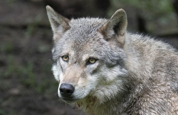 މިނިކާކުއްތާ ހަމަލާދީ އިންޑިއާއިން 9 މީހަކު މަރާލައިފި