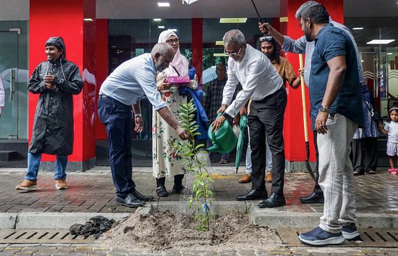 ރުކާއި ހައިވަރަކާއެކު ވިލިމާލޭގައި 500ގަސް އިންދައިފި