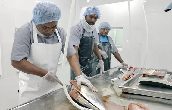 ފުވައްމުލަކު މަސް ފެކްޓްރީ އަންނަ ހަފުތާގައި ހުޅުވަނީ