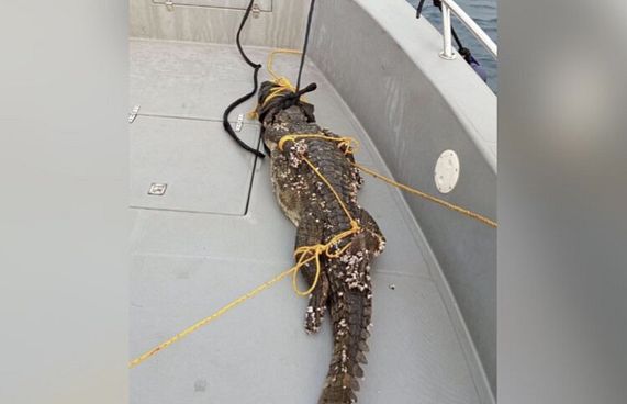 ގުރައިދޫ ބޭރުން ފެނުނު ކިނބުލެއް ހިފައިފި