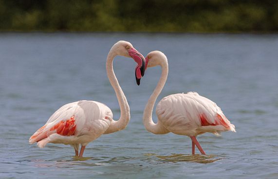 ދޫނި ހިޖުރަކުރާ މޫސުން ފެށިއްޖެ، ގޯނާ ނުކުރާތި!