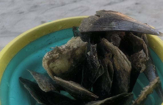 ރަސްފަންނު މޫދުގައި ތޫނު އިތާތަކެއް