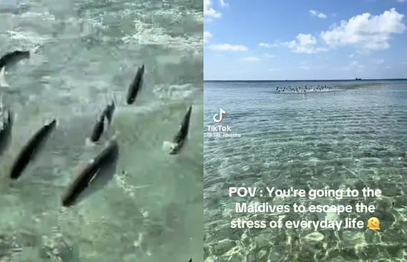 މަސްތަކެއް ފުމޭތަން ފެނިގެން ޓޫރިސްޓަކު ބިރުން