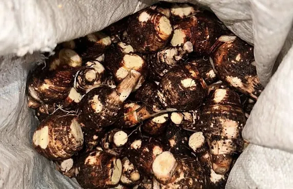 ވަޅޯމަސް، ބަށި، ބަރަބޯ އަދި ކެޔޮގަނޑަކަށް ފަހު އަލަ ގޯންޏެއް