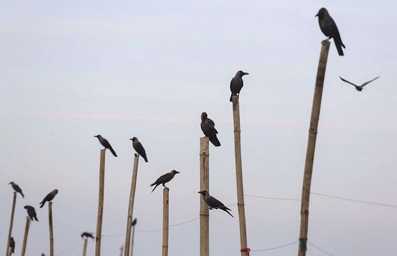 އިންޑިއާގައި ކާޅުތައް މަރުވާތީ ޓެސްޓުކުރި އިރު ދޫނިރޯގާ!