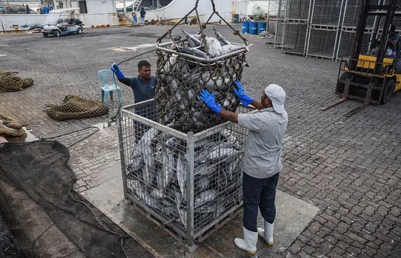 ރާއްޖޭގެ ކަނޑުމަހުގެ މަސްވެރިކަމަށް ފުރަތަމަ ފަހަރަށް ރޭޓިން