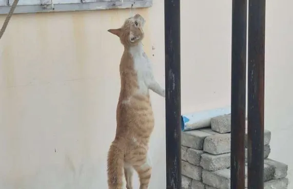 ބުޅަލެއް ދަންޖައްސާ މަރާމި ތުހުމަތުގައި 3 މީހަކާ ސުވާލުކޮފި