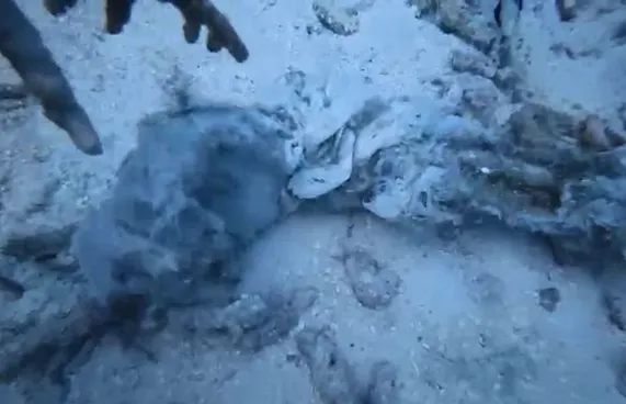 އެކްސިޑެންޓްވި ސަރަހައްދުގެ ކަނޑުއަޑިން އަތެއް ފެނިއްޖެ