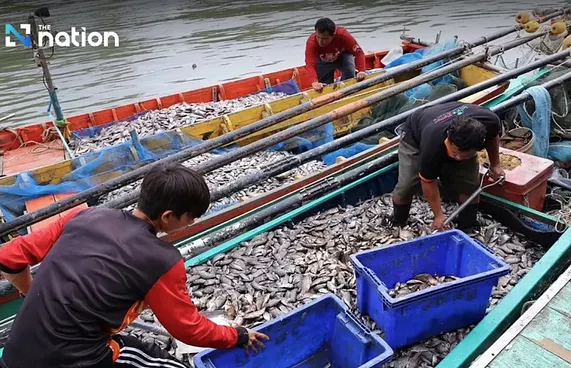 ތައިލެންޑުގެ މަސް ބޯޓުފަހަރުގެ 70 ޕަސަންޓް ހުއްޓުމަކަށް