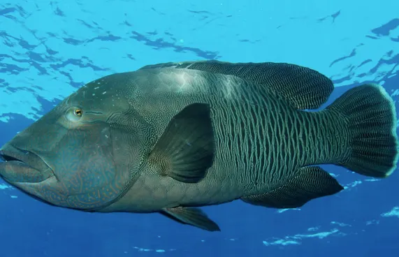 ހިމާޔަތްކޮށްފައިވާ މަސް ބޭނުމުން ބޮޑު ޖޫރިމަނާއެއް ހިމަނަނީ