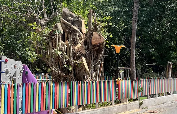 ވިލިމާލޭގައި ހުރި ބޮޑު ނިކަގަހެއް ކެނޑި ބަޔަކު ހޯދަނީ