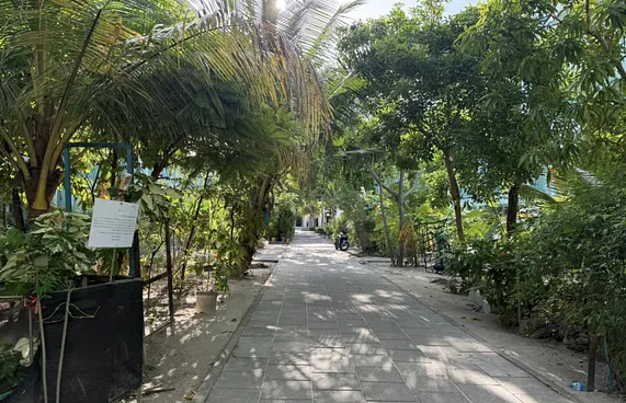 ފްލެޓުތައް ކައިރީ ހަދާފައިވާ ގަސް ކޮށިތައް ނަގަން އަންގައިފި
