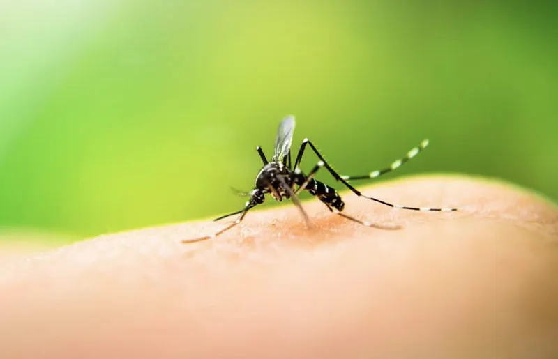 ޑެންގޫ ފެތުރޭ މިންވަރު އިތުރުވެދާނެ، ސަމާލުވޭ!