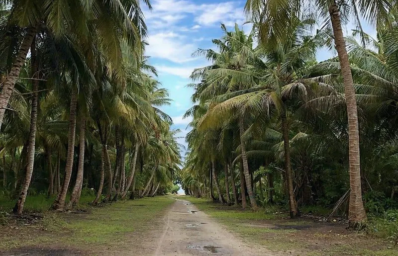 ގަވާއިދާ ހިލާފަށް ރުއްގަސް ކެނޑުމުން އެމްޓީސީސީއަށް ޖޫރިމަނާ