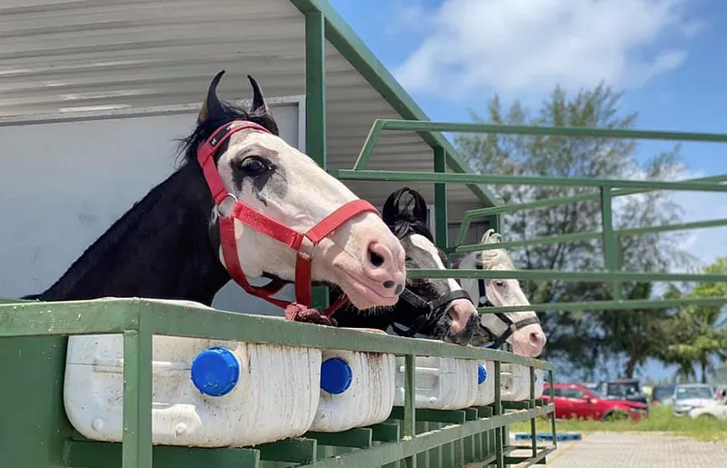 "އަސް ދުއްވަން ދާންވީ އައްޑު އަށް"