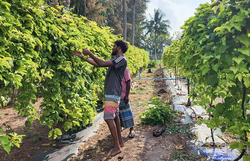 ދަނޑުވެރިންނަށް ދޫކުރާ ލޯނަށް ހުޅުވާލައިފި