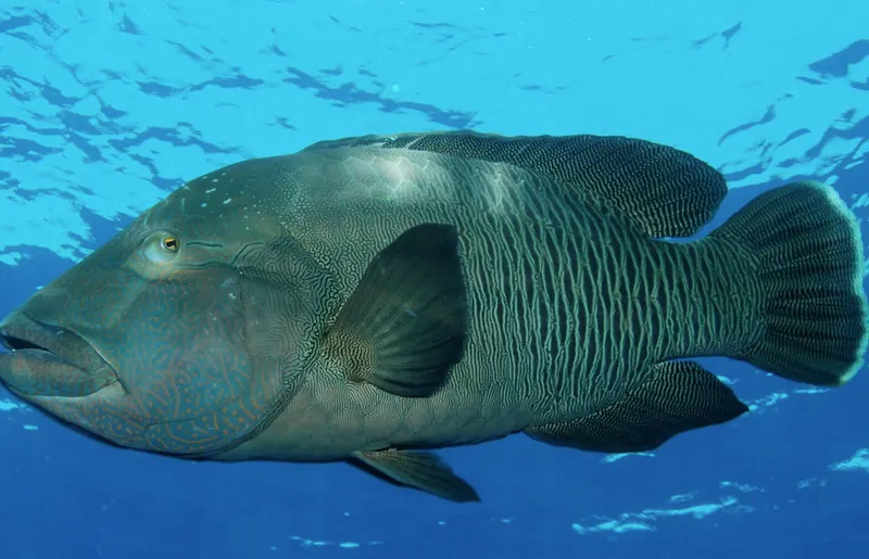 ހިމާޔަތްކޮށްފައިވާ މަސް ބޭނުމުން 500،000.ރ އިން ޖޫރިމަނާކުރެވޭ ގޮތަށް ގާނޫނު ބަދަލުކުރަނީ