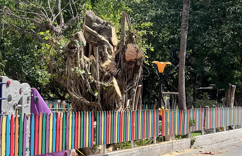 ވިލިމާލޭގައި ހުރި ބޮޑު ނިކަގަހެއް ކެނޑި ބަޔަކު ހޯދަނީ