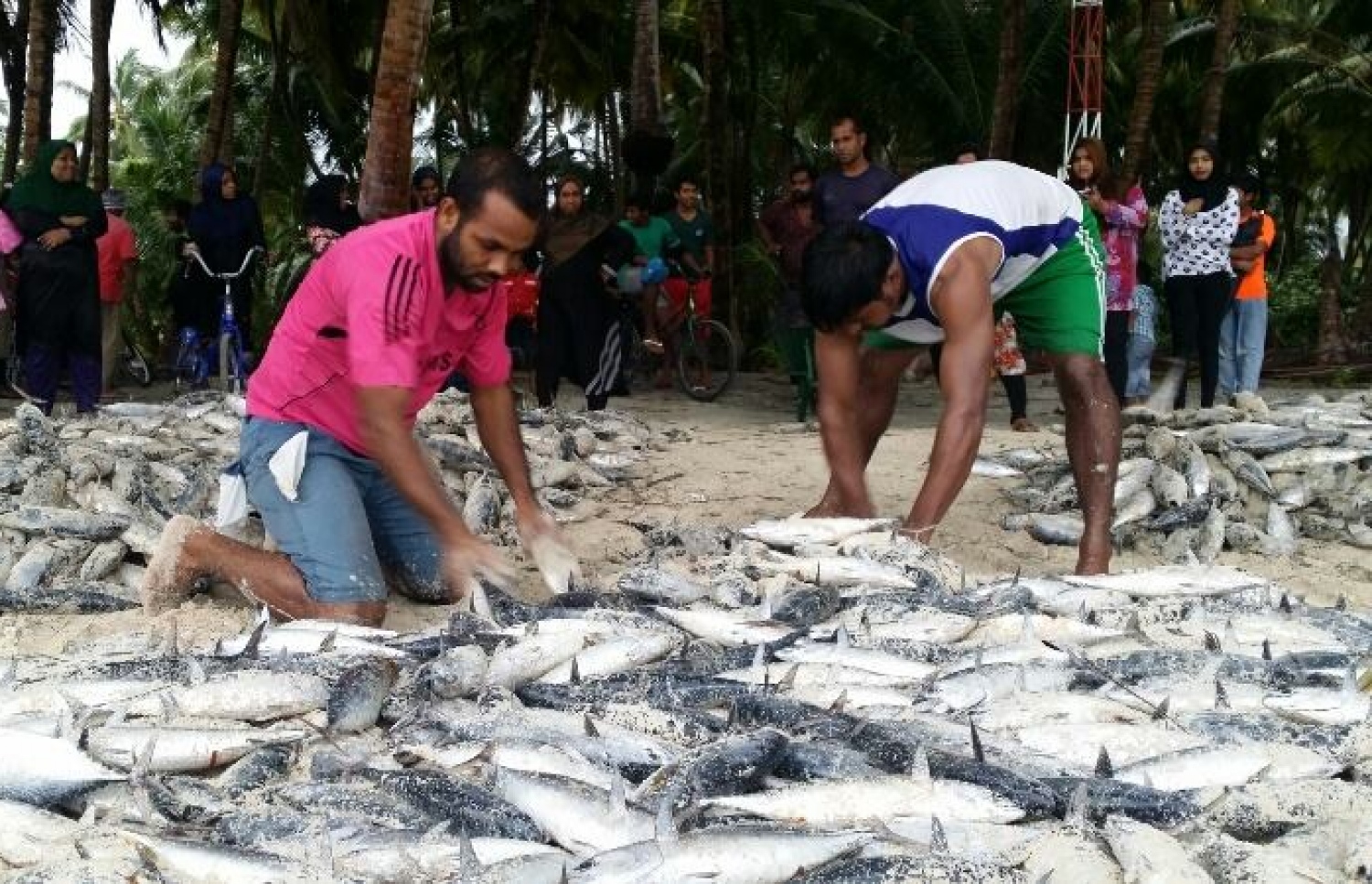ބުރުނީ ރައްޔިތުން ހިފި ރާގޮނޑިތައް ގުނުމުގެ މަސައްކަތް ބަޔަކު ކުރަނީ. އެ ރަށުގެ ރައްޔިތުން އިއްޔެ އެކަނި ވެސް 300 އަށް ވުރެ ގިނަ ރާގޮނޑި ހިފި. - ފޮޓޯ: ބުރުނީ ފޭސްބުކް ޕޭޖް