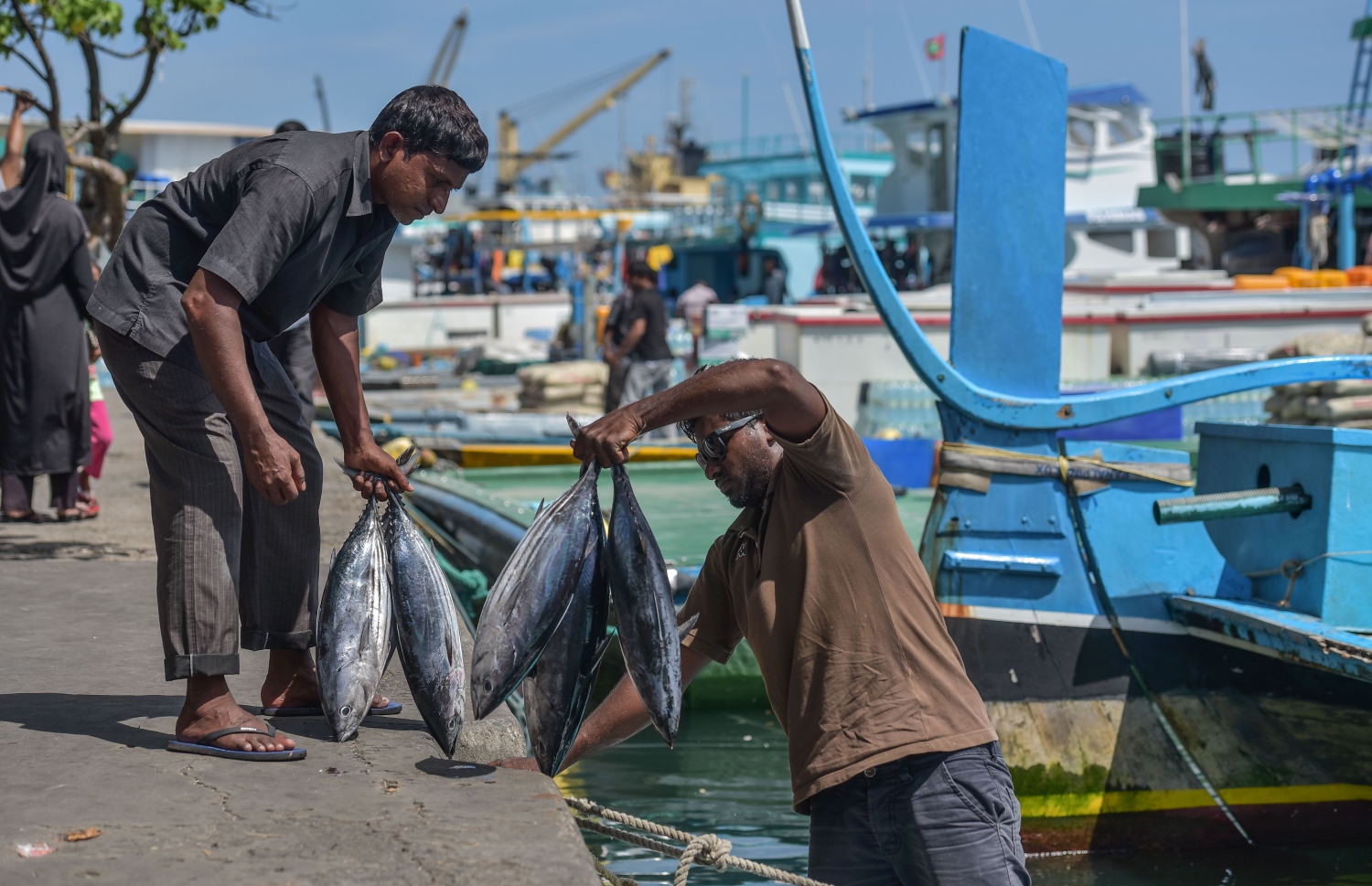 ދޯންޏަކުން މަހު ބޭނި މަސްތަކެއް މާލޭގެ މާރުކޭޓަށް ބާލަނީ. ޖުލައި މަހު މަސް އެކްސްޕޯޓްކުރި މިންވަރު ވަނީ ދަށްވެފައި.-- ފޮޓޯ:ނިޝާން އަލީ/މިހާރު