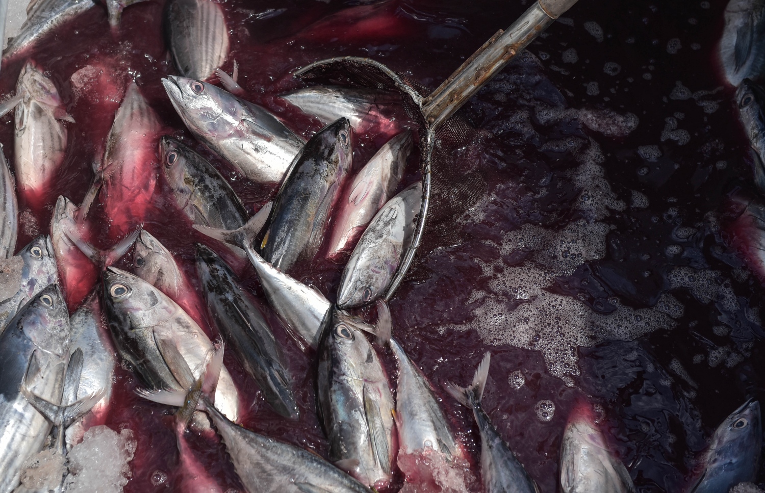 މާލެ:30 މޭ 2016، ދޯންޏެއްގެ ވަތުތެރޭ މަސްފިނި ކޮށްފައި. މިފްކޯ އިން ރޯދަ މަހު ގަނޑުކުރި މަހާއި ތާޒާ މަސް ވެސް ލިބޭނެ  .-- ފޮޓޯ:ނިޝާން އަލީ /މިހާރު