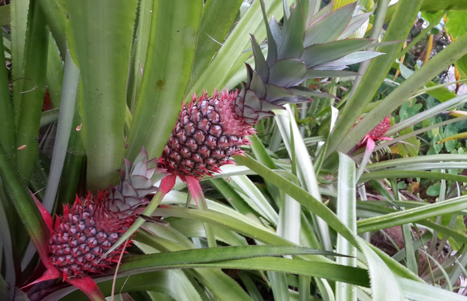 ކާފަގެ އަލަނާސި ދަނޑުގައި އަލަނާސި އަޅާފައި