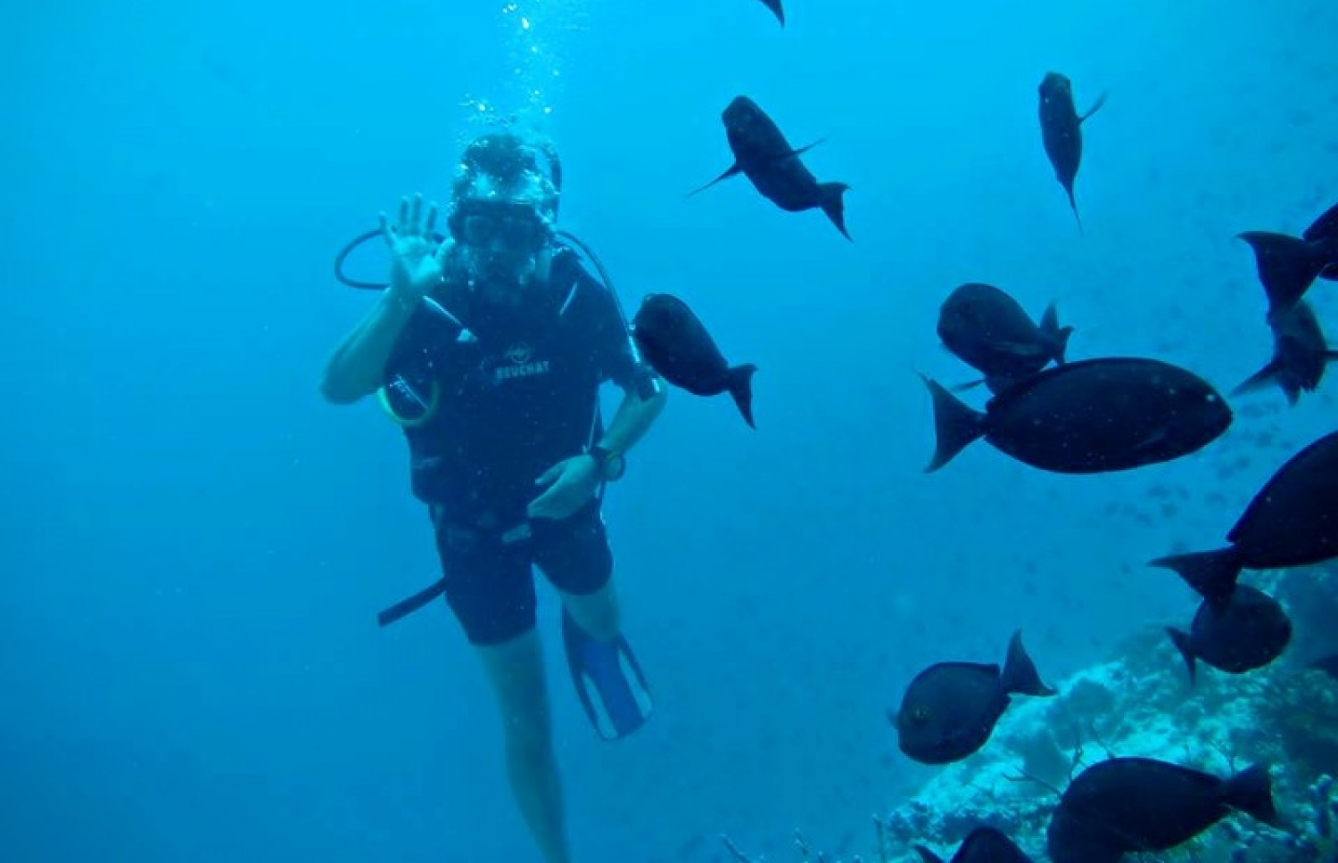 އއ. އަތޮޅުގައި ޑައިވް ކުރަން ހާއްސަ ސަރަހައްދެއްގައި ޑައިވްކުރަނީ