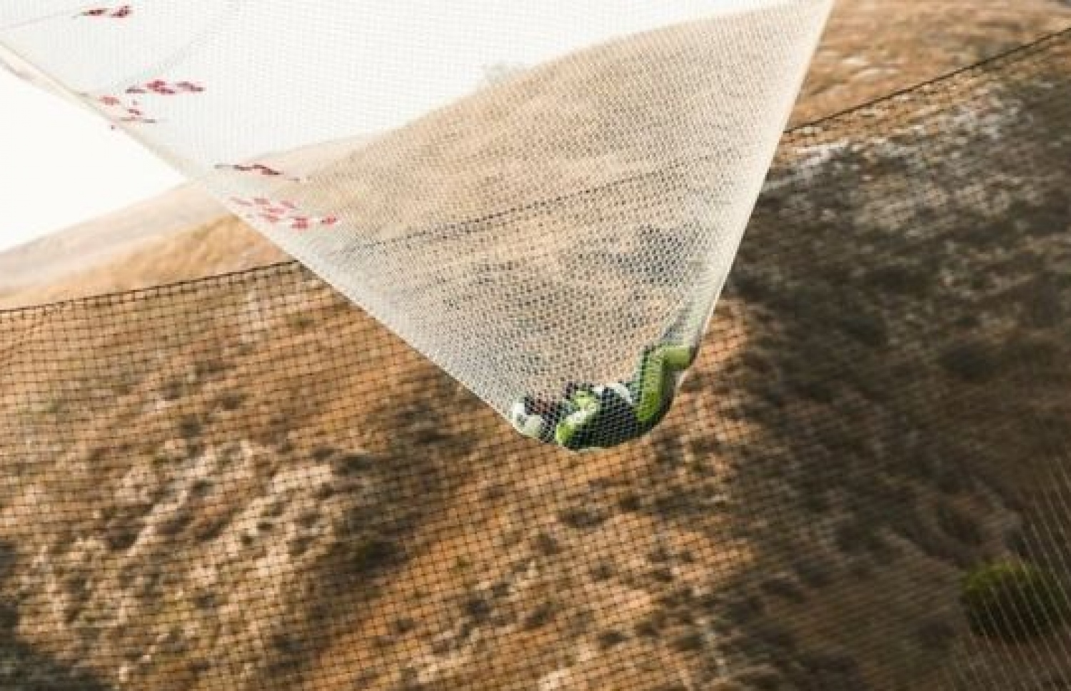 ލޫކް އައިކިންސް އައިސް ޖެހުނީ ބޮޑު ދަލެއްގެ މައްޗަށް.