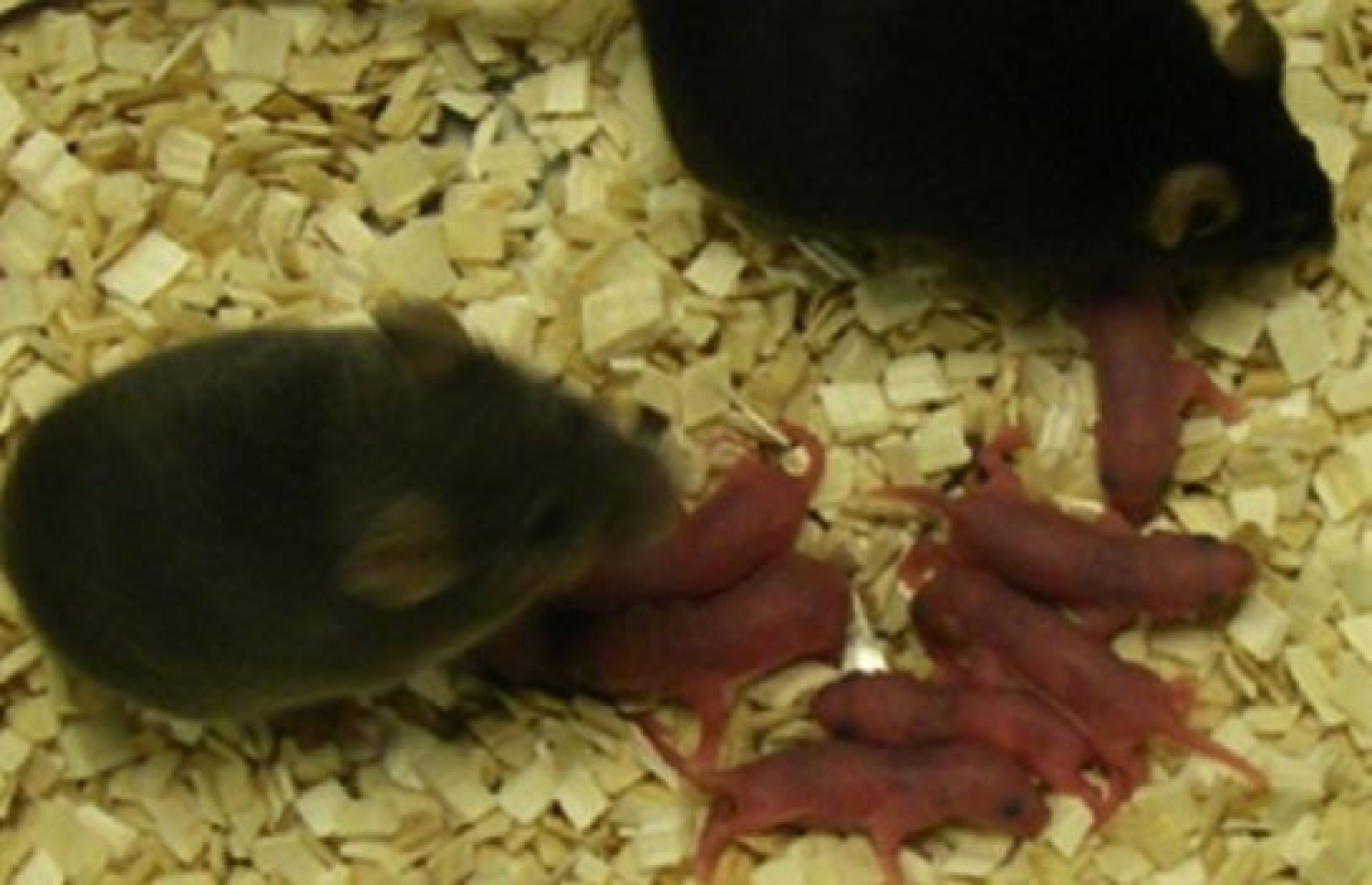 މީދާތައް އެ އެއްޗެތި ވިހާފައިވާ ދަރިން ތަކާއެކު