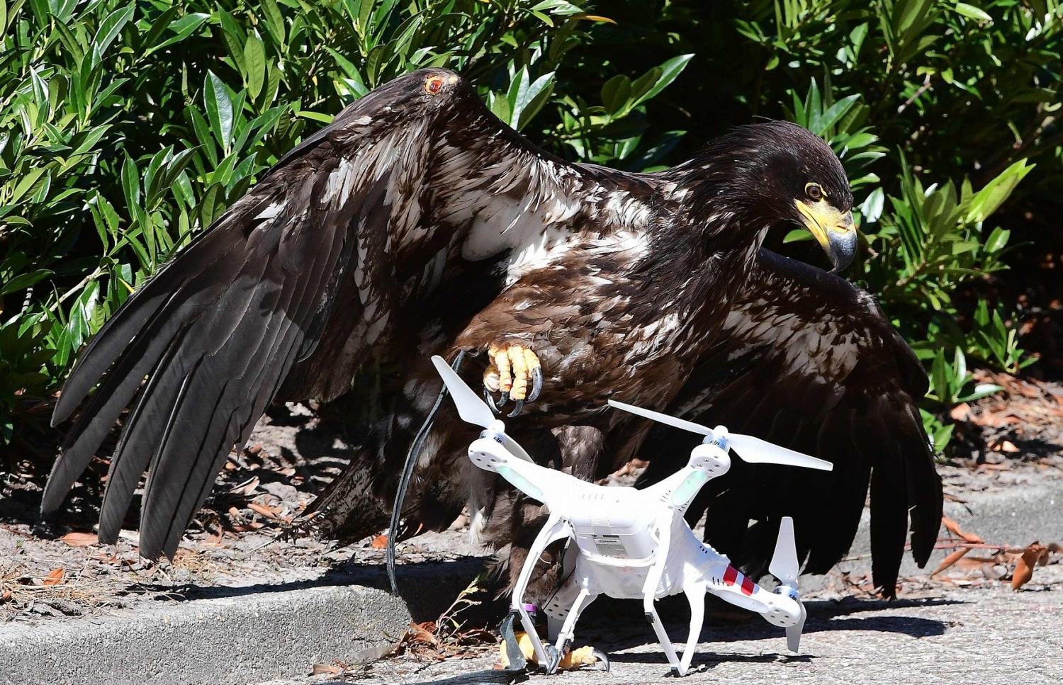 ނެދަލެންޑްސް ފުލުހުންގެ ބާޒުގެ ލަޝްކަރުގައި ހިމެނޭ ބާޒެއް ޑްރޯންއެއް އަތުލައިގަނެ ބިންމައްޗަށް ވައްޓާލާފައި. -- ފޮޓޯ: އޭއެފްޕީ