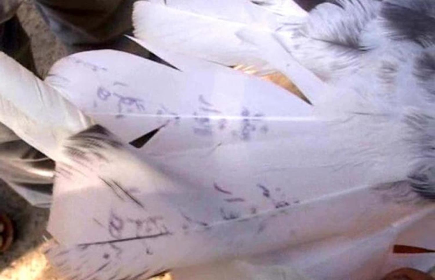 އިންޑިއާ އިން ހިފި ކޮތަރުގެ ފިޔަގަނޑުގައި އުރުދޫ ބަހުން ލިޔެފައިވާ ލިޔުން.