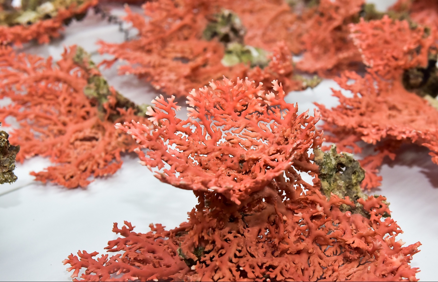 މާލެއިން މިއަދު އަތުލައިގަތް ރަތް މުރަކަ.---ފޮޓޯ: ނިޝާން އަލީ/މިހާރު