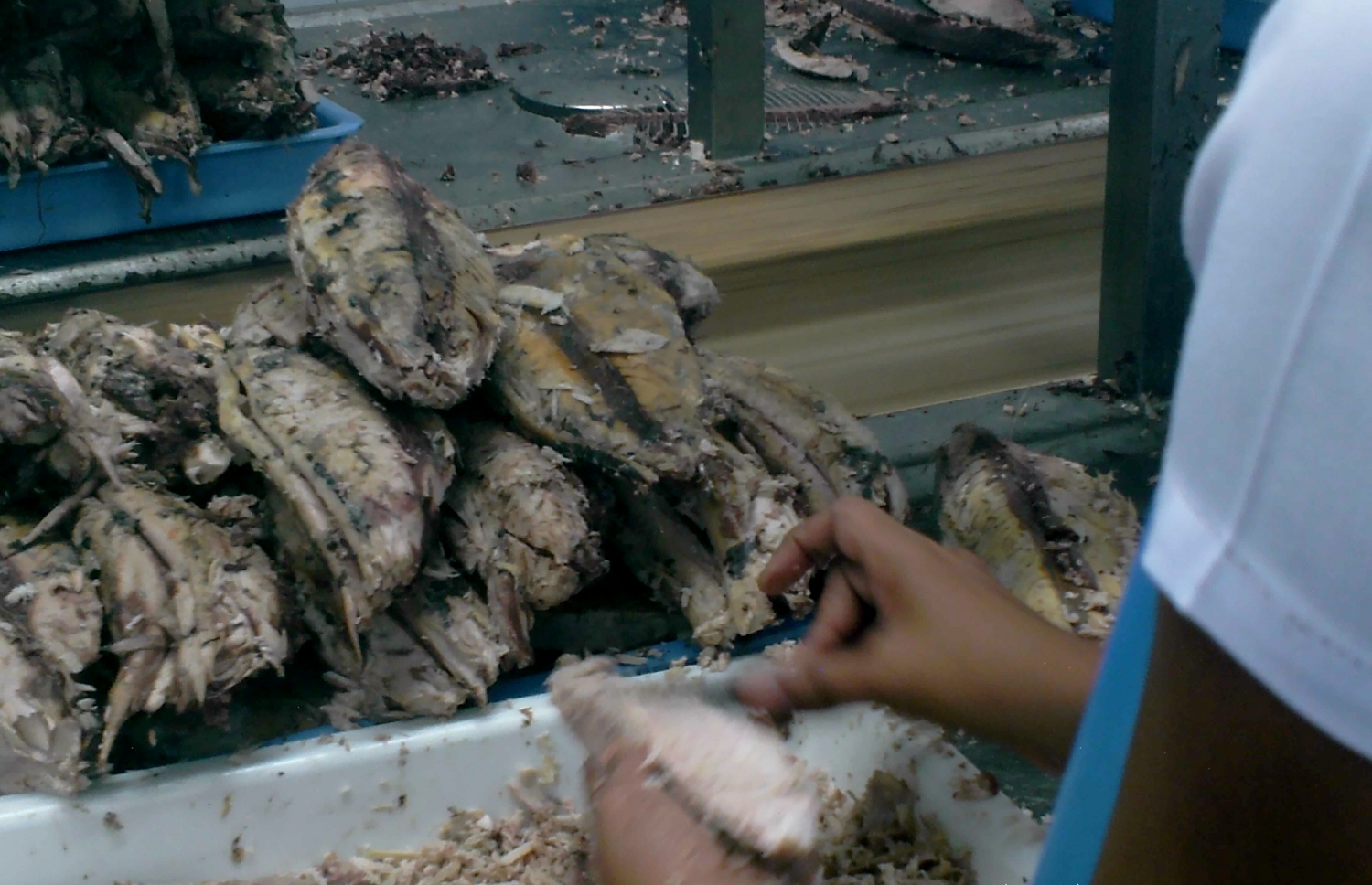 ފެލިވަރުގައި ހުންނަ މަސް ކާރުހާނާގައި މަސައްކަތް ކުރާ މީހަކު މަސް ސާފު ކުރަނީ. - ފޮޓޯ: މިހާރު