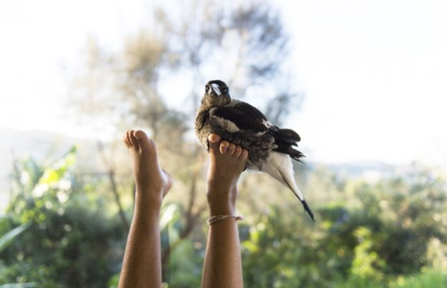 އޮސްޓްރޭލިޔާގެ ސެމް ބްލޫމް ވެއްޓި ވާވުމުން ލިބުނު މާޔޫސްކަން ފިލުވާލަދިން ދޫނި، އޭނާގެ ފައި މަތީގައި އިށީދެ