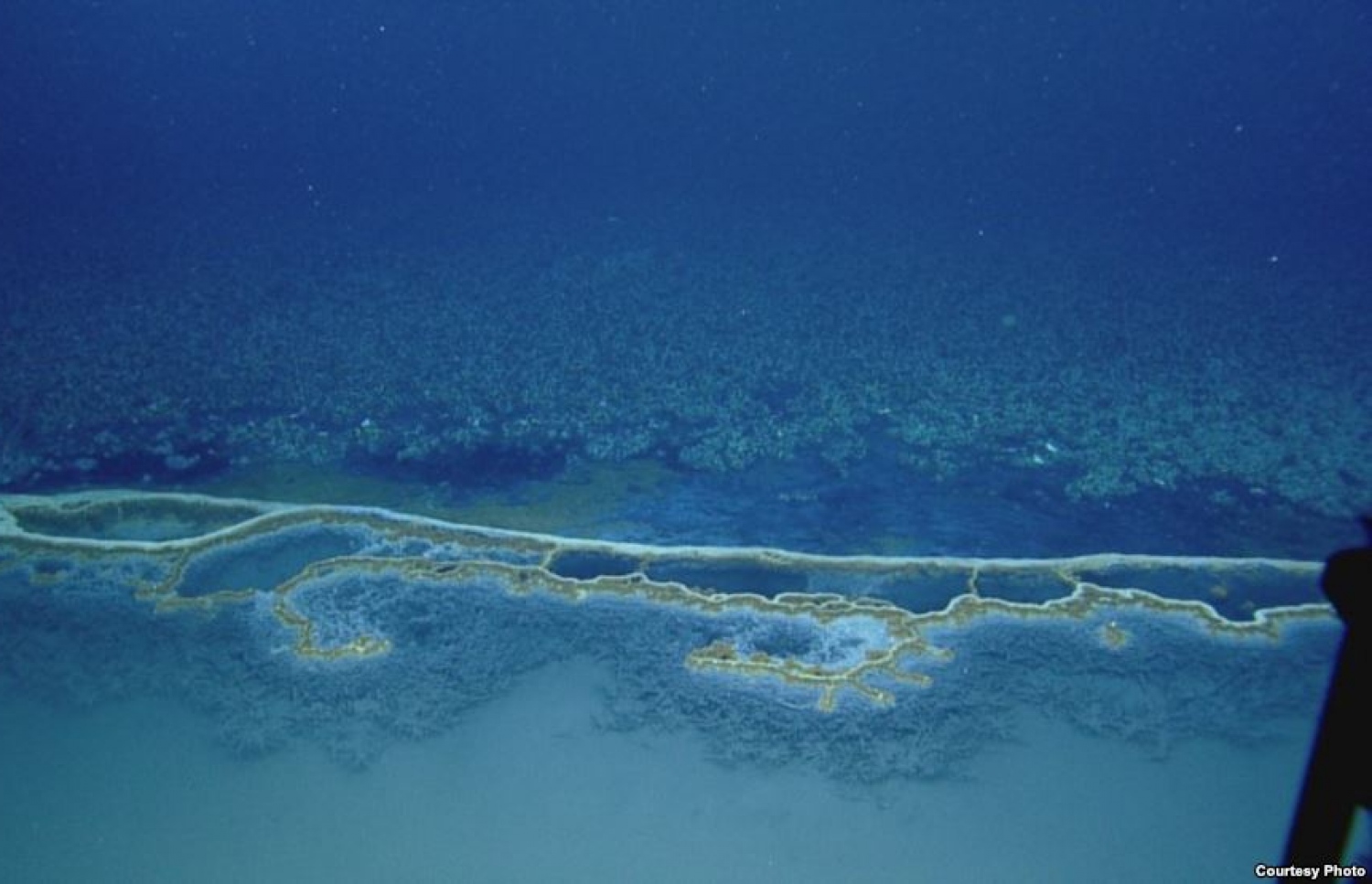 ގަލްފް އޮފް މެކްސިކޯ ގެ ކަނޑު އަޑިން ސައިންސްވެރިން ހޯދި ފެންގަނޑު