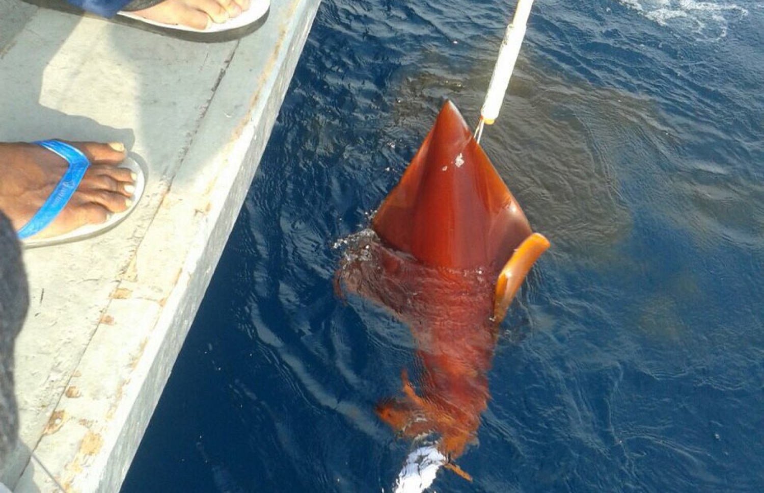 ހިންމަފުށި ބޭރުން އާ ވައްތަރެއްގެ ބޯވަދިލަމަހެއް މިއަދު ހިފާފައި.-- ފޮޓޯ: ޓުވިޓާ