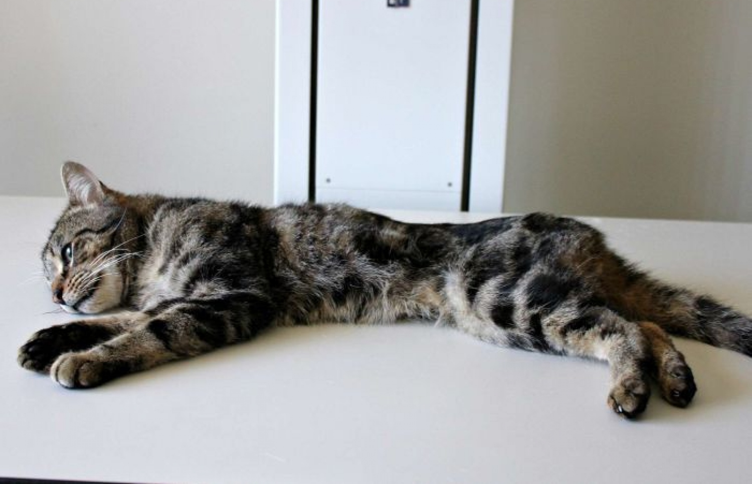 "ޓްރޫޕާ" ގެ ނަން ދީފައިވާ ބުޅާ