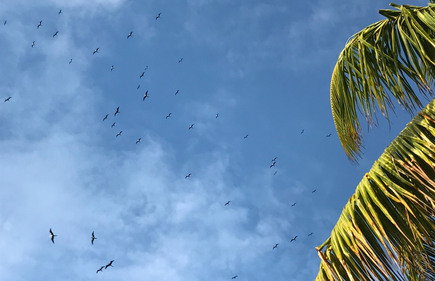 މިދިޔަ ހަފުތާގައި ފުވައްމުލަކު މަތީގައި ގިނަ އަދަދެއްގެ ހޯރަތަކެއް އުދުހެނީ: ފުޅަނގި އަރާ ދުވަސްވަރާ ދިމާކޮށް އެ ރަށަށް ގިނަ އަދަދެއްގެ ހޯރަ ވެސް ދަތުރުކުރޭ.-- ފޮޓޯ: އަބްދުﷲ ޖަމީލު /މިހާރު