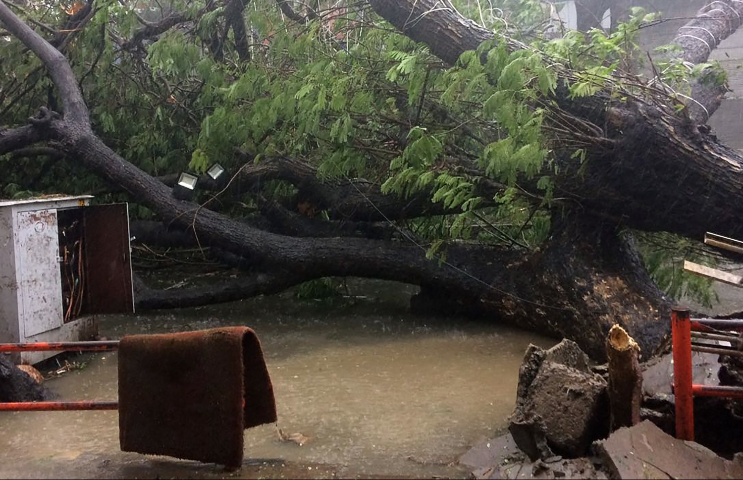 އިންޑިއާ، ޗެންނާއީ: ޑިސެމްބަރު 12، 2016: ޗެންނާއީ އަށް އެރި ތޫފާން ވަރުދާގައި މަގެއް މައްޗަށް ވެއްޓިފައިވާ ބޮޑު ގަހެއް. -- ފޮޓޯ: އޭއެފްޕީ