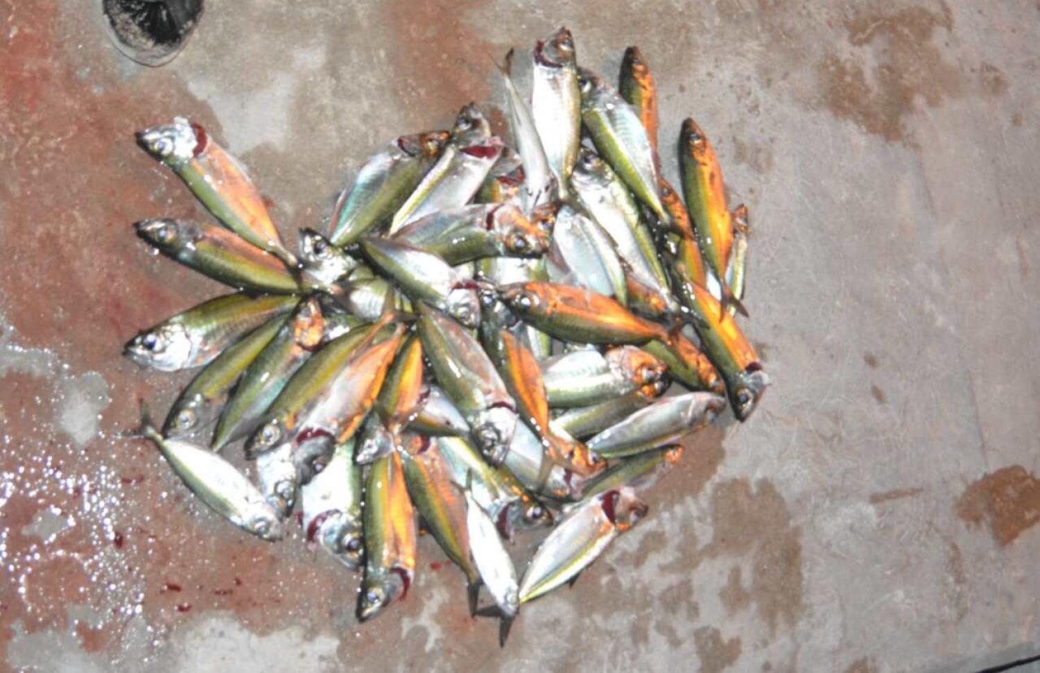 ވައިކަރަދޫ ފަޅުތެރޭގައި މަރުވި މަސްތަކެއް ބަޔަކު ނަގާފައި.---ފޮޓޯ: އަހްމަދު ފާރިސް