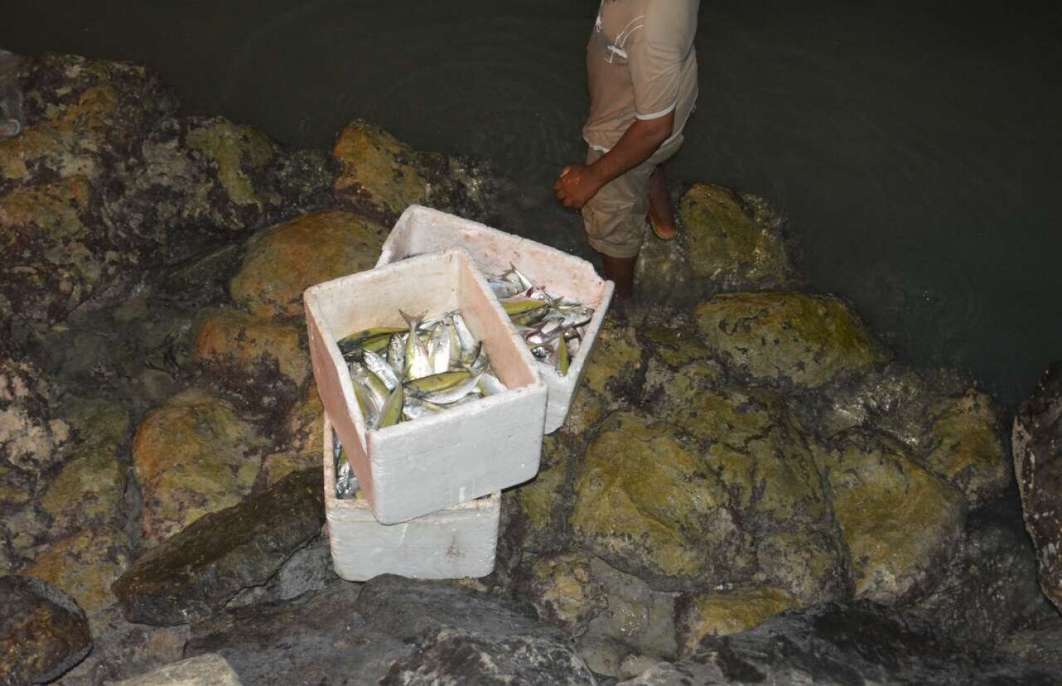 ވައިކަރަދޫ ފަޅު ތެރޭގައި ގިނަ އަދަދެއްގެ މަސްތައް މަރުވުމާ ގުޅިގެން އެ މަސްތައް މިރޭ ނަގަނީ.---ފޮޓޯ: ފާރިސް