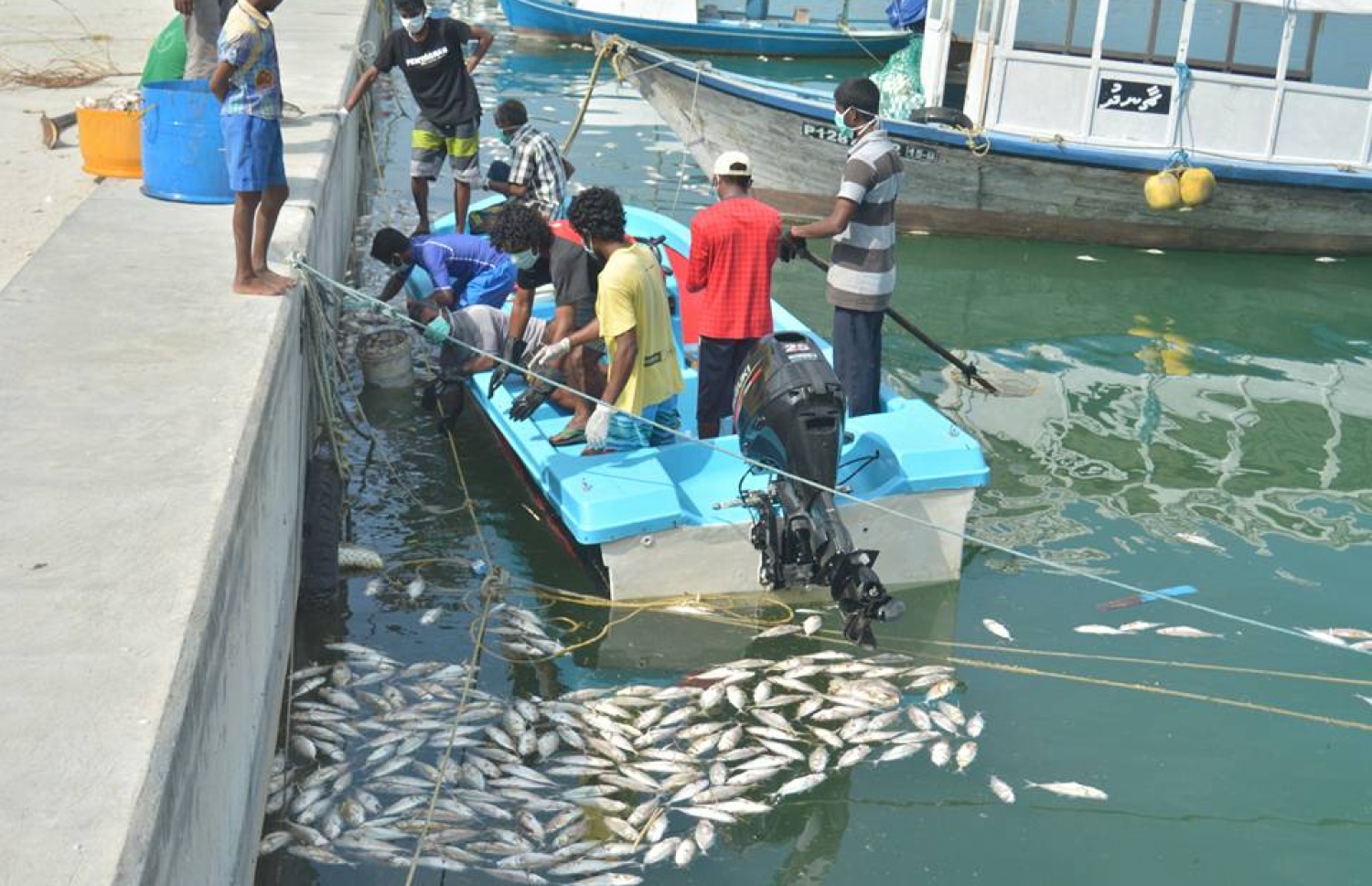 ވައިކަރަދޫ ފަޅުތެރޭގައި މަރުވެފައިވާ މަސްތައް އެ ރަށުގެ ބަޔަކު ނަގަނީ: މިއީ ފަޅުތެރޭގެ އޮކްސިޖަން ލެވެލް ދަށްވެގެން ވާ ކަމެއް ކަމަށް މެރިން ރިސާޗު ސެންޓަރު ބުނޭ-- ފޮޓޯ/ އަހުމަދު ފާރިޝް