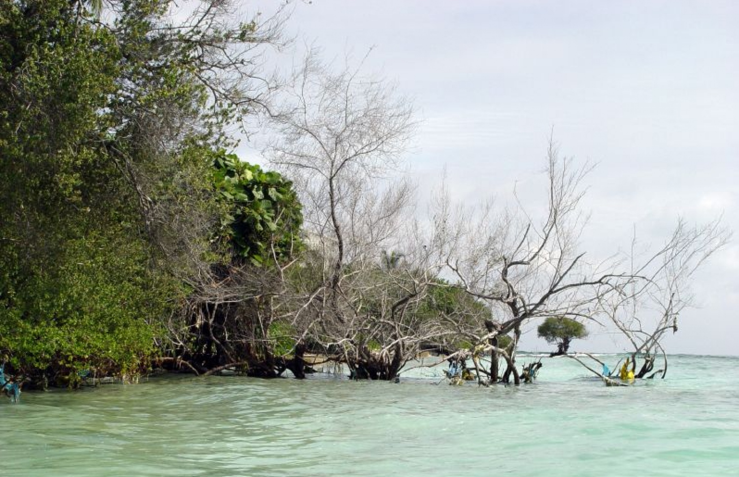ރާއްޖޭގެ ރަށެއްގެ ގޮނޑުދޮށް ގިރާލާފައި އޮތުމުން، އޭގެ ކުރިން އެއްގަމުގައި ހުރި ކުރެދި ގަސްތަކެއް މޫދު ތެރޭގައި. ތިމާވެއްޓަށް އަންނަ ބަދަލުތަކުގެ ސަބަބުން ރާއްޖޭގެ ގުދުރަތީ ރީތިކަމަށް ވެސް ދަނީ ގެއްލުން ލިބެމުން. --ފޮޓޯ: އަހްމަދު އަބްދުﷲ ސައީދު/މިހާރު
