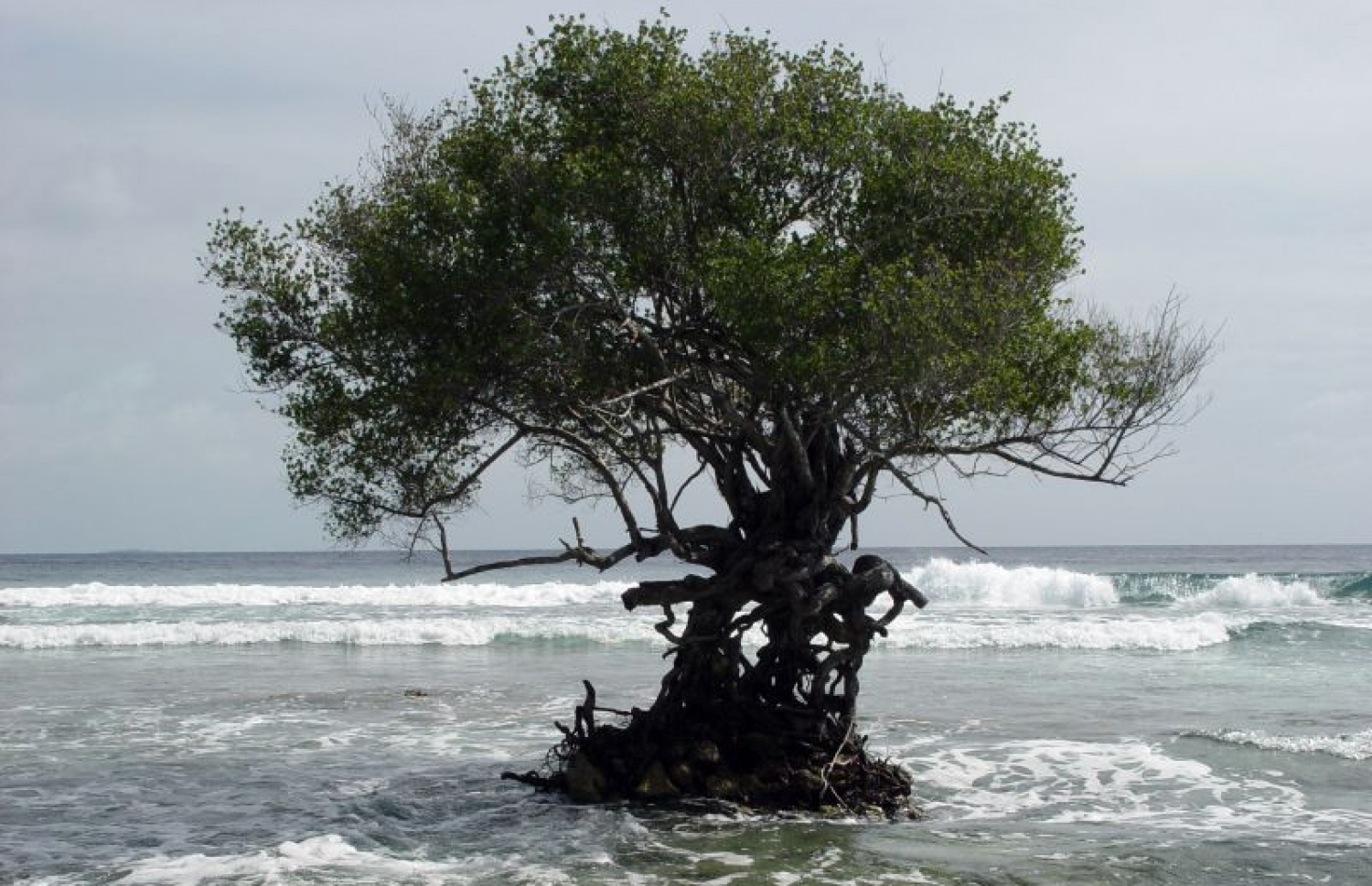 ރާއްޖޭގެ ރަށެއްގެ ގޮނޑުދޮށް ގިރާލާފައި ވުމުގެ ސަބަބުން، އޭގެ ކުރިން އެއްގަމުގައި ހުރި ކުރެދި ގަހެއް މޫދު ތެރޭގައި. ތިމާވެއްޓަށް އަންނަ ބަދަލުތަކުގެ ސަބަބުން ގިނަ ރަށްތަކެއް ގޮނޑުދޮށް ދަނީ ގިރަމުން. --ފޮޓޯ: އަހްމަދު އަބްދުﷲ ސައީދު/މިހާރު