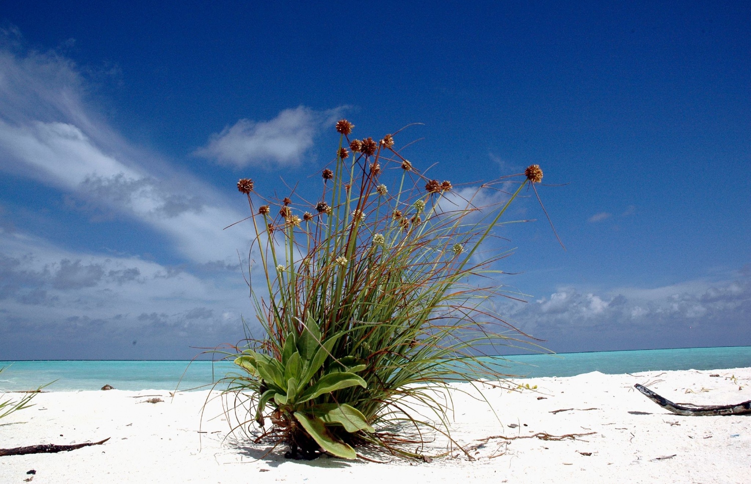 ރާއްޖޭގެ ފަޅުރަށެއްގެ އަތިރިމަތީގެ ދޮންވެލިގަނޑުގައި ކުޑަ ބޯށިގަހެއް ފަޅައިގެން ހެދޭއިރު އެ ގަހުގެ ކައިރީގައި ވިނަތަކެއް ހެދިފައި. ރާއްޖެއަކީ ގުދުރަތީ މިފަދަ ރީތި މަންޒަރުތަކުން މުއްސަނދި ގައުމެއް. ފޮޓޯ: އަހްމަދު އަބްދުﷲ ސައީދު / މިހާރު