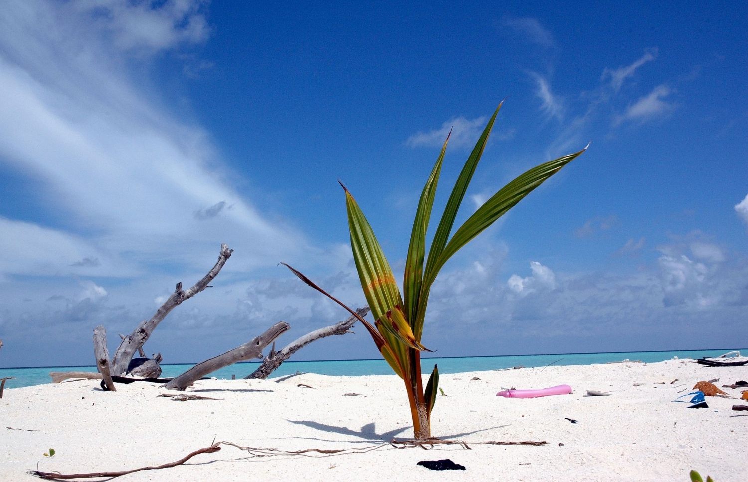 ރާއްޖޭގެ ފަޅުރަށެއްގެ ގޮނޑުދޮށުގެ ދޮންވެލިގަނޑު ތެރޭގައި ވަޅުޖެހުނު ކާއްޓަކުން ރުކެއް ފަޅާފައި ރާއްޖެއަކީ ގުދުރަތީ މިފަދަ ރީތި މަންޒަރުތަކުން މުއްސަނދި ގައުމެއް. ފޮޓޯ: އަހްމަދު އަބްދުﷲ ސައީދު / މިހާރު