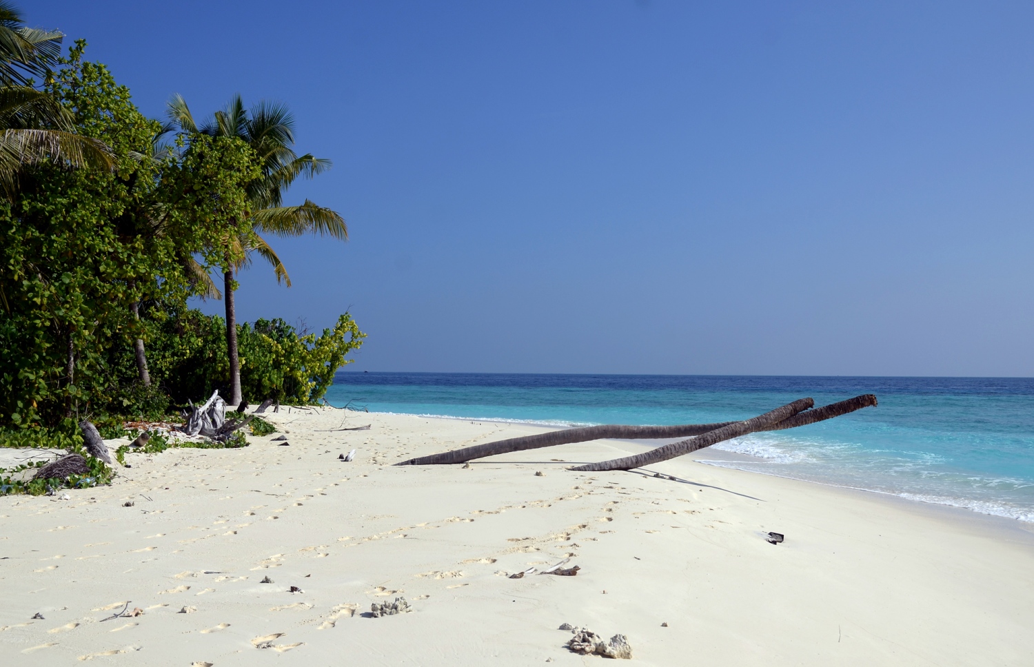 ބ. އަތޮޅުގެ ފަޅުރަށެއްގެ ގޮނޑުދޮށުގެ ދޮންވެލިގަނޑުގެ ތެރެއިން މަރުވެއިވާ ދެ ރުކެއްގެ ގަސްގަނޑު. ރާއްޖެއަކީ ގުދުރަތީ މިފަދަ ރީތި މަންޒަރުތަކުން މުއްސަނދި ގައުމެއް. ފޮޓޯ: އަހްމަދު އަބްދުﷲ ސައީދު / މިހާރު