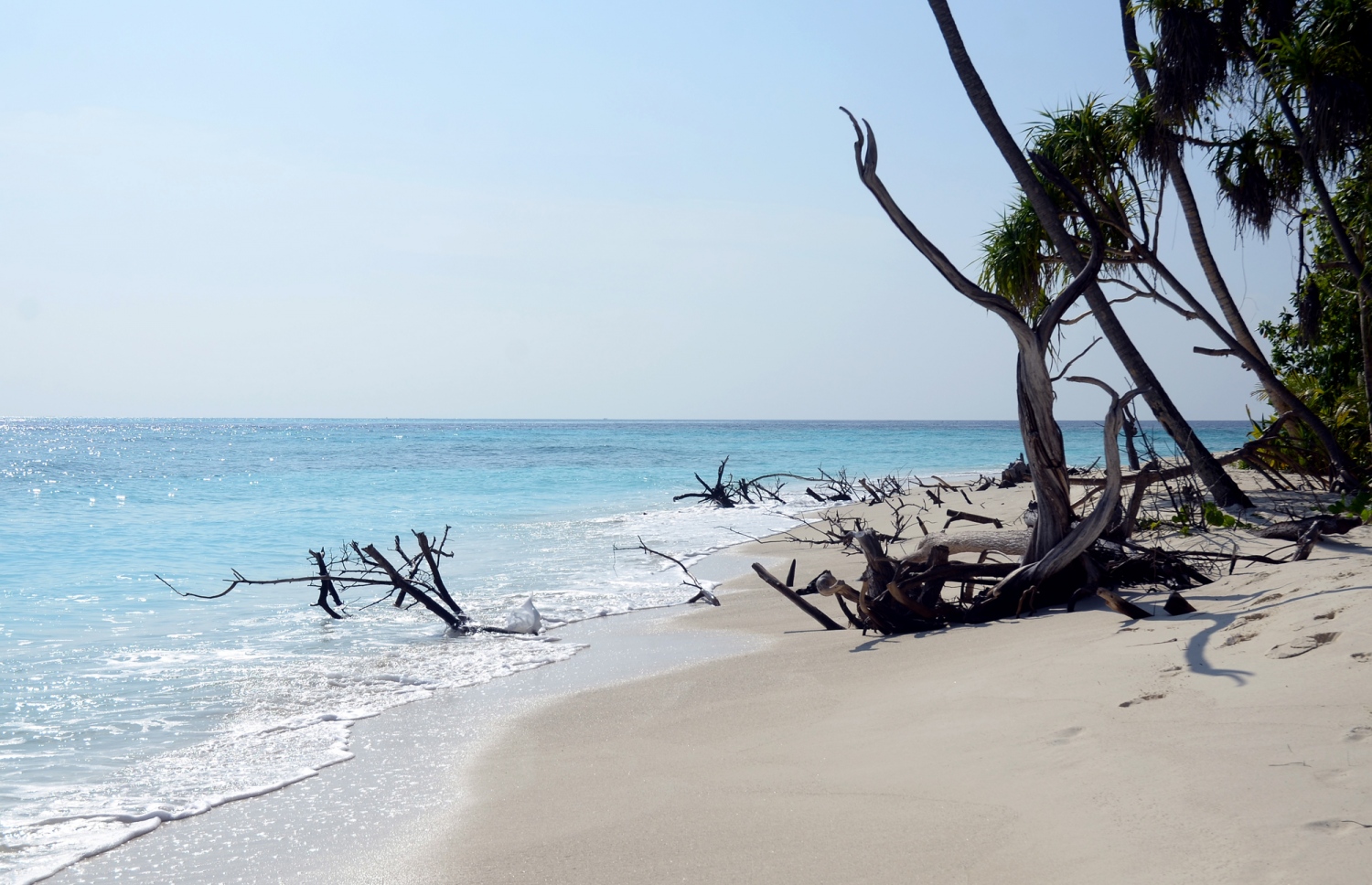 ބ. އަތޮޅުގެ ފަޅުރަށެއްގެ ބޮޑުބައެއް ގިރާލައި ބައެއް ގަސްތައް މަރުވެފައި. ތިމާވެށީގެ މައްސަލަތަކުން ރާއްޖޭގެ ގުދުރަތީ މުއްސަނދިކަމަށް ވެސް ގެއްލުން ލިބޭ. ފޮޓޯ: އަހްމަދު އަބްދުﷲ ސައީދު / މިހާރު